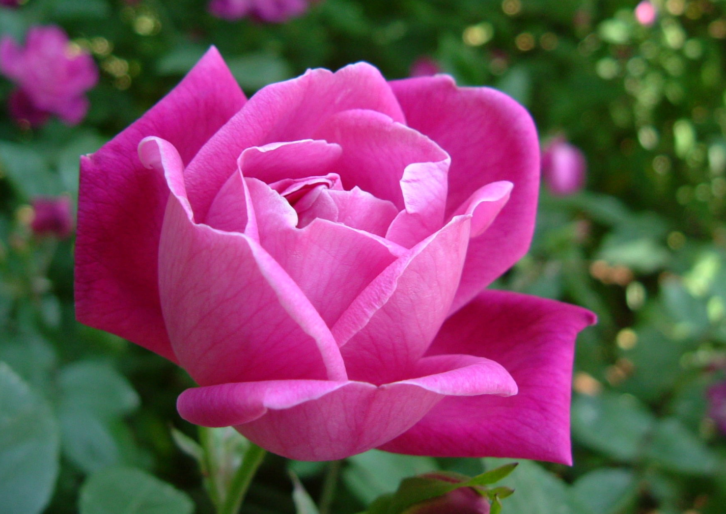 Rosa chinensis